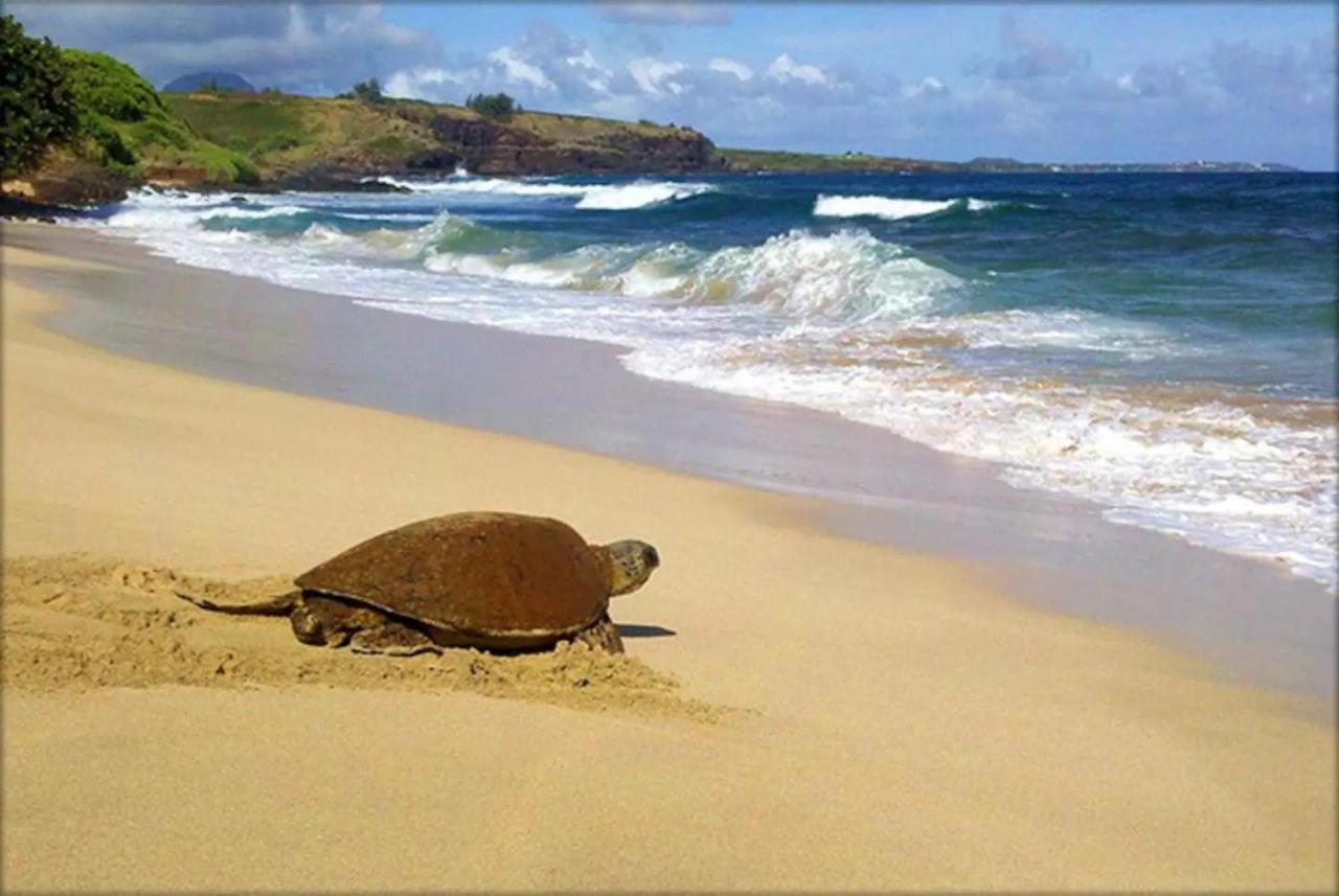 Kiahuna Paradise At Poipu Beach, Newly Remodeled Koloa Bagian luar foto